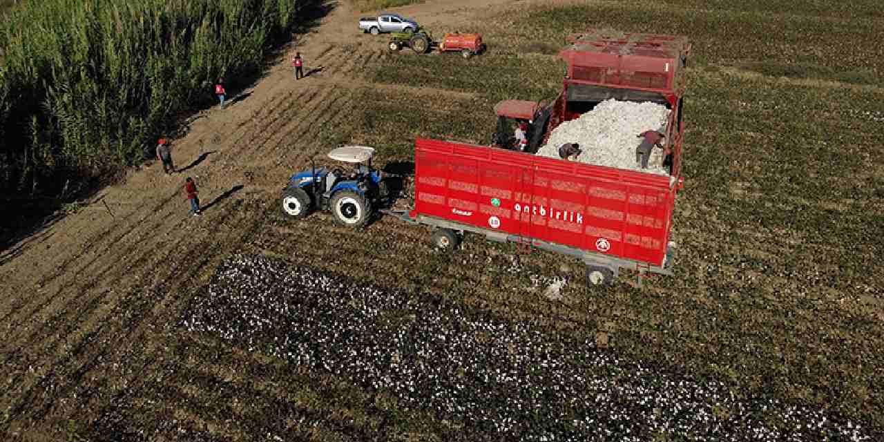 40 bin dekar alanda uretiliyor beyaz altin olarak biliniyor qJRlpYsL.jpg