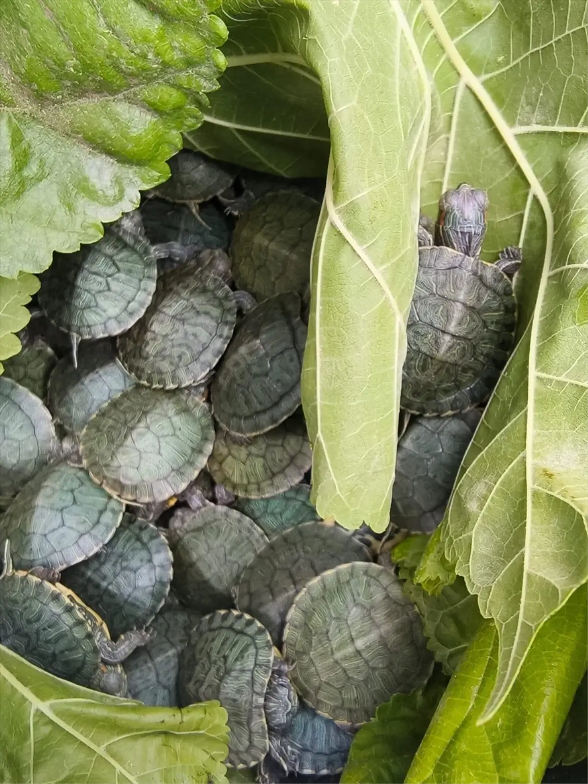 boluda 500 su kaplumbagasi ele gecirildi Ys7OqXu9.jpg