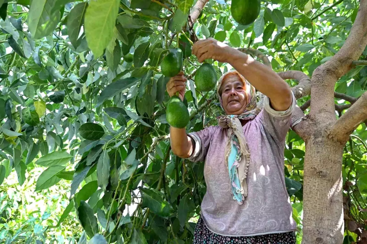 mersin buyuksehir belediyesinden tropikal meyve ureticilerine destek 61F8QJCj.jpg