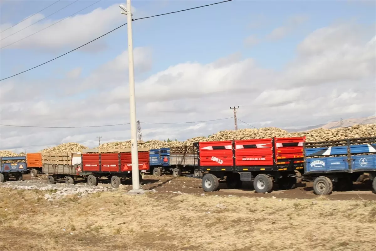 musta seker pancari alimlari devam ediyor fH1H5cfP.jpg