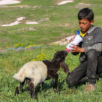 2 bin 625 rakimda bereket yagdi meralar otla doldu sut verimi tam 10 kat wXflUaeJ